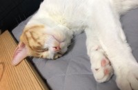 코숏 2마리 무료 분양 합니다.(안산)