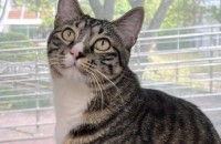 [서울,천안,아산]호기심 많고 착한 <루> 가족 찾아요!