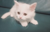 2개월 된 아기고양이 무료분양