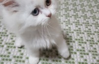 2개월 된 아기고양이 무료분양