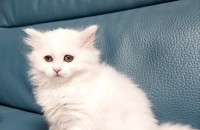 2개월 된 아기고양이 무료분양