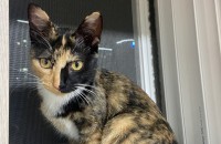 6개월 여아 분양합니다