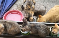 새끼고양이 무료 분양 합니다~