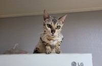 뱅갈고양이 분양합니다