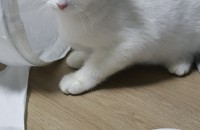 4개월정도된 여아 분양합니다