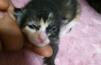 7개월령 코리안숏헤어 카오스여아입니다.