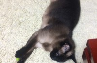 샴 성묘 분양합니다.