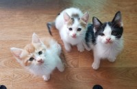 2개월 길냥이 무료 분양합니다!