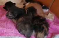 애기고양이무료분양