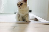친칠라 암수 분양합니다(대구)