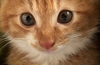 브리티쉬 숏헤어 분양합니디