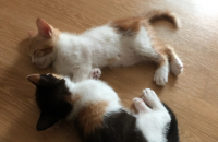 안양)제왕절개로 낳은 길냥이 아깽이 둘 가족찾아요