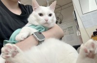 터키시앙고라 통통이 장군이의 새입양처를 찾습니다