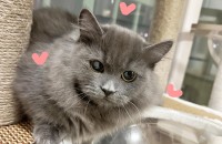 고양이무료분양 먼치킨 6개월 남아 먼지의 입양처를 찾습니다