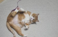 호기심가득한 눈빛의 소유자  뚱이를 소개합니다!