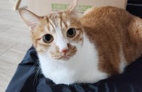 코리안숏헤어 호두 입양처를 찾습니다