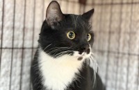 코리안숏헤어 삐용이 입양처를 찾습니다