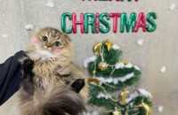 고양이무료분양 먼치킨 6개월 여아 부엉이의 입양처를 찾습니다