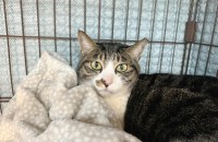 고양이무료분양 코리안숏헤어 마루의 입양처를 찾습니다