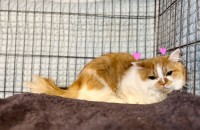 고양이무료분양 먼치킨 2살 남아 호동이의 입양처를 찾습니다