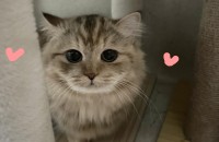 고양이무료분양 페르시안 4살 여아 구름이의 입양처를 찾습니다