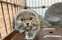 고양이무료분양 폴드 7개월 밥풀이 입양처를 찾습니다