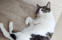 코리안숏헤어 이쁜 마루 입양처를 찾습니다