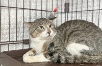 [입양지원금 10만원 지급]이름 ''유미'' 의 입양처를 찾습니다