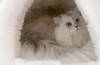 이쁜이의 평생 집사분 되어 주실분 찾습니다