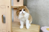 하이랜드폴드  3살 아직 안된 버터를 소개합니다 ><