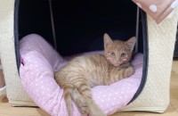 고양이무료분양 3개월 기적이의 입양처를 찾습니다