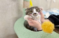 고양이무료분양 먼치킨 6개월 여아 꼬맹이의 입양처를 찾습니다