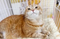 고양이무료분양 브리티시 5살 앙주의 입양처를 찾습니다