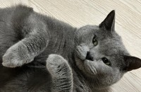 고양이 무료분양 러시안블루 먼지의 입양처를 찾습니다