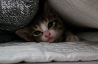 한국 고양이 삼색고양이 무료 분양합니다