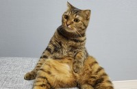 [창원]스코티쉬폴드 2마리 분양 합니다.