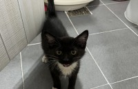 고양이 분양합니다