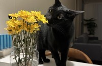 까만 코리안숏헤어 고양이 2마리 분양합니다