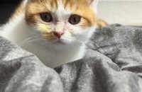 먼치킨 숏 수컷 분양 합니다 3개월 반