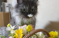 전주) 루나의 가족을 찾습니다! 좋아하시고 잘 키우실 수 있는 주인분 찾습니다