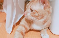 안녕하세요 1년 8개월된 아가 분양합니다.