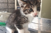 대구)) 오레오의 평생 집사님이 되어주세요