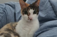 무료분양 사랑으로 키워주실분 찾아요(중성화 접종 다 되있음)