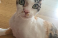 1년7개월된 삼색냥이 사랑으로키워주실분 찾아요