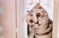 스코티쉬폴드 아메리칸쇼컷 여아중성화○ 10개월(용인)