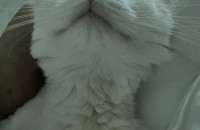 고양이 책임분양 합니다.