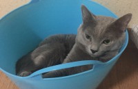 러시안블루 3살남아 무료분양합니다.