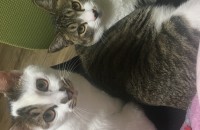 코리안 숏헤어 남,여아 분양