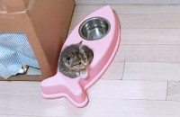 2개월 된 아깽이 분양합니다~~❣️