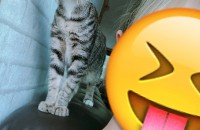 코숏 6개월 추정 무료분양합니다/